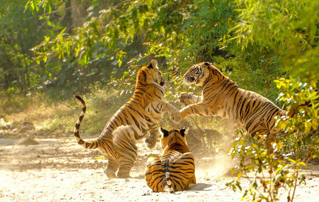 एमपी कैबिनेट द्वारा ग्रामीण पर्यटन परियोजना अंतर्गत होमस्टे के लिये अनुदान की स्वीकृति