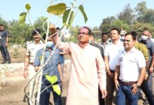 हर व्यक्ति एक पेड़ जरूर लगाएं सीएम एमपी शिवराज सिंह चौहान की अपील
