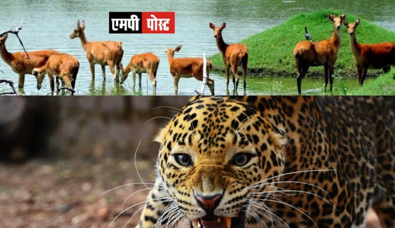 भोपाल वन विहार की वेबसाइट https://www.vanviharnationalpark.org/ नये स्वरूप में