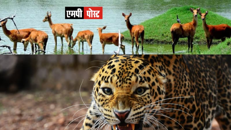 भोपाल वन विहार की वेबसाइट https://www.vanviharnationalpark.org/ नये स्वरूप में