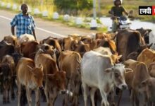 एमपी में पशुपालकों के कार्य को आसान बनायेगी ए-हेल्प महिला कार्यकर्ता