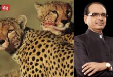 एमपी के कूनो में 18 फरवरी को 12 और चीतों को छोड़ा जायेगा