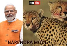 प्रधानमंत्री श्री मोदी देश से विलुप्त चीतों को देश के दिल मध्यप्रदेश के कूनो राष्ट्रीय उद्यान में करेंगे मुक्त