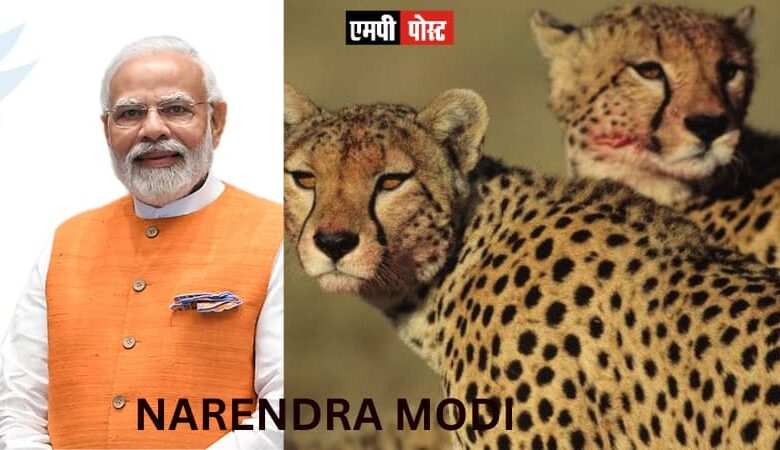 प्रधानमंत्री श्री मोदी देश से विलुप्त चीतों को देश के दिल मध्यप्रदेश के कूनो राष्ट्रीय उद्यान में करेंगे मुक्त