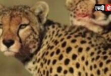 चीतों की मौत सड़ा माँस खाने से नहीं हुई
