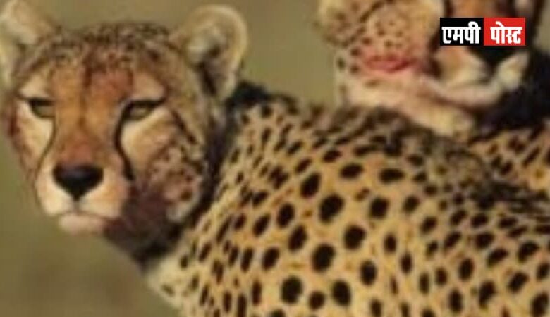 चीतों की मौत सड़ा माँस खाने से नहीं हुई