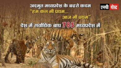 मध्यप्रदेश एक बार फिर टाइगर स्टेट बना