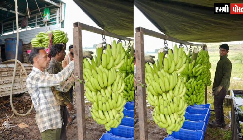 GLOBAL - वैश्विक कृषि-निर्यात बाजार में मध्य प्रदेश का उदय बुरहानपुर केला पहुंचा इराक, ईरान, दुबई, बहरीन, तुर्की