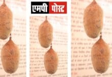 KHURASANI IMLI- क्या है खुरासानी इमली? राजधानी के लोगों को जानने का अचूक मौका