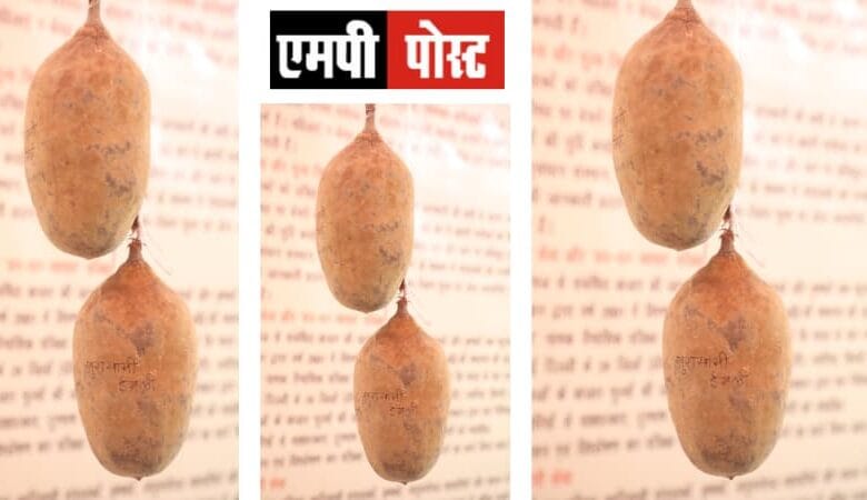 KHURASANI IMLI- क्या है खुरासानी इमली? राजधानी के लोगों को जानने का अचूक मौका