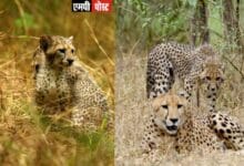 BHARAT - भारत में कहानी चीता वापसी की