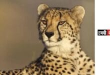 CHEETA-कूनो राष्ट्रीय उद्यान में 5 शावकों के जन्म पर किया हर्ष व्यक्त