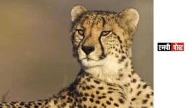 CHEETA-कूनो राष्ट्रीय उद्यान में 5 शावकों के जन्म पर किया हर्ष व्यक्त