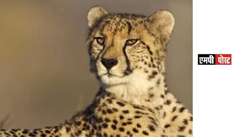 CHEETA-कूनो राष्ट्रीय उद्यान में 5 शावकों के जन्म पर किया हर्ष व्यक्त