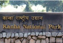 Kanha-National-Park-कान्हा एशिया का सबसे बड़ा नेशनल पार्क, वन्य प्राणियों के नैसर्गिंक जीवन निहारने एक बार कान्हा जरूर आएं : मुख्यमंत्री डॉ. यादव